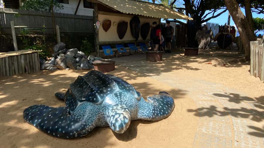 From Salvador: Praia do Forte & Guarajuba Beach Daytrip - Timing and who this daytrip fits best