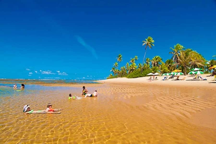 From Salvador: Praia do Forte & Guarajuba Beach Daytrip - Start on the urban beaches of Salvador, then roll out via Coconut Road