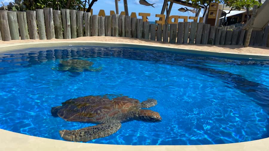 From Salvador: Praia do Forte & Guarajuba Beach Daytrip - The Sapiranga rainforest edge and the turtle sanctuary that adds meaning