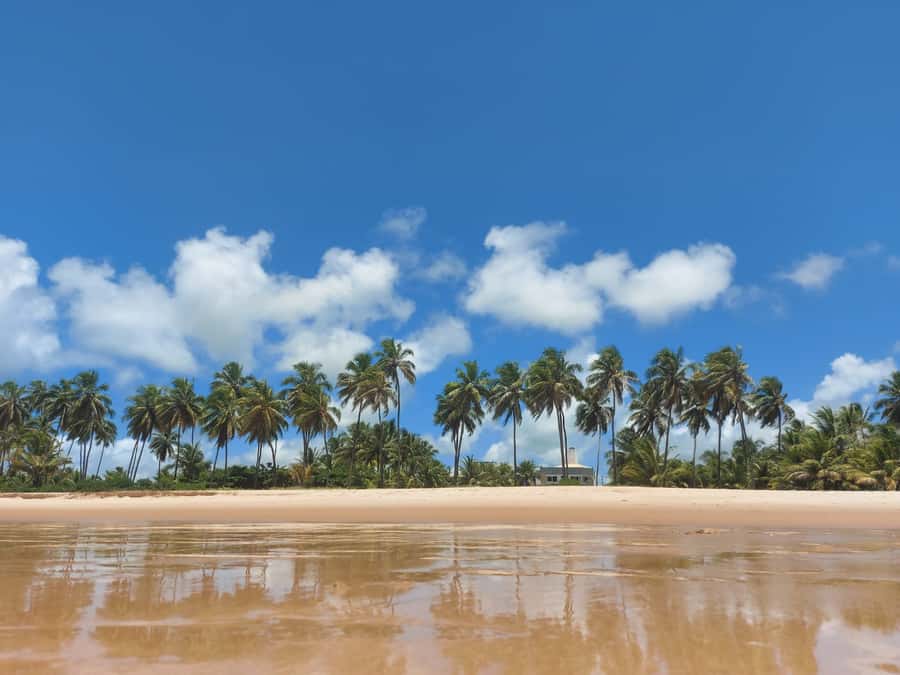 From Salvador: Praia do Forte & Guarajuba Beach Daytrip - Guarajuba Beach: coconut palms, crystal-clear water, and an unhurried break