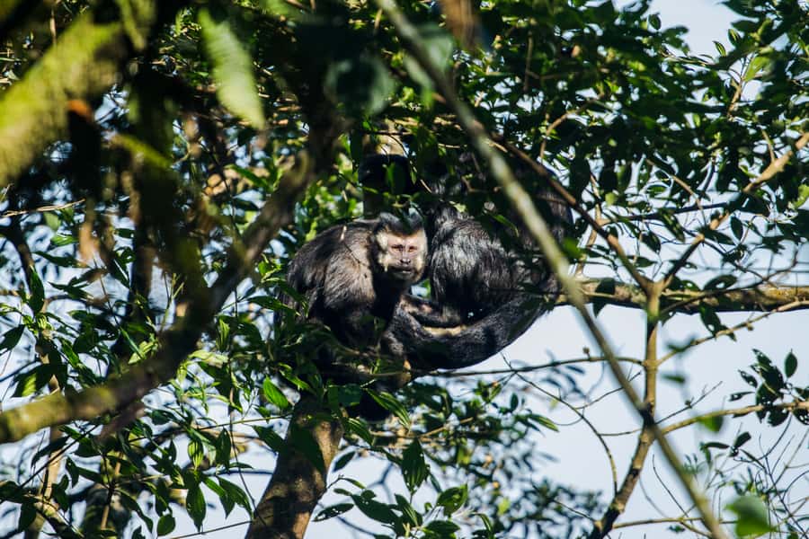 From São Paulo: Private Tour of Atlantic Forest & Valleys - Who should book this, and who should pass