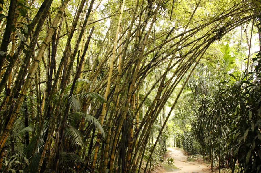 Full-Day Jungle Jeep Waterfall and Cachaça Distillery Tour - Tobogã Falls and Poço do Tarzan, plus a realistic swim plan