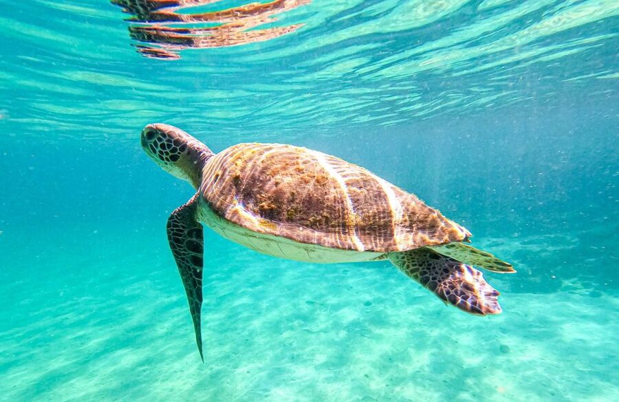 Full-Day Tour to Angra dos Reis and Ilha Grande - Should you book this full-day Angra dos Reis and Ilha Grande tour?