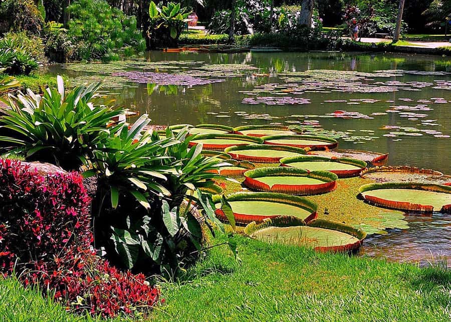 Green Rio: Guided Tour of Botanical Garden and Lage Park - What to bring and what to expect day-of