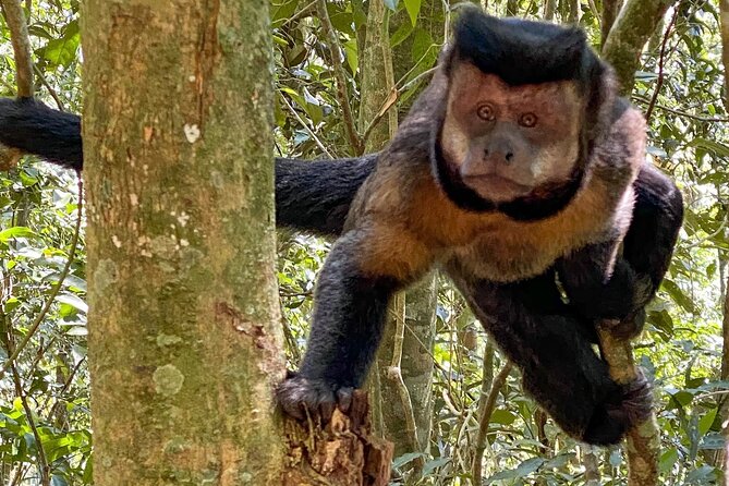 Hiking in the Tijuca Forest : Waterfalls and Caves - Taunay Waterfall and the Cascatinha stops: cool air, big water