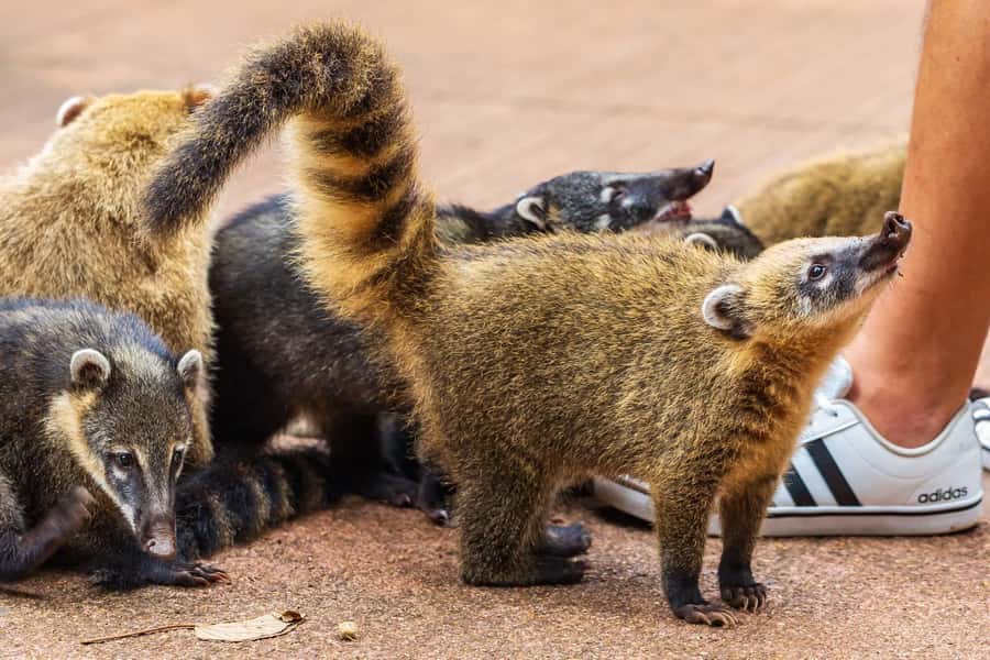 Iguassu Falls: Guided Tour & Macuco Safari on Pontoon Boats - Price and Value: What $183 Buys You in a 6-Hour Day
