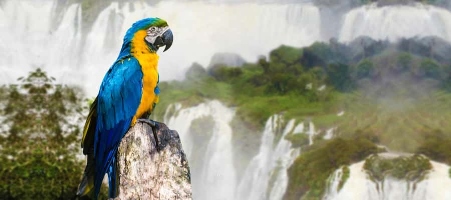 Iguazu Falls: 2-Day Argentinian and Brazilian Iguazu Falls - Duty Free Time and Getting Back on Your Own
