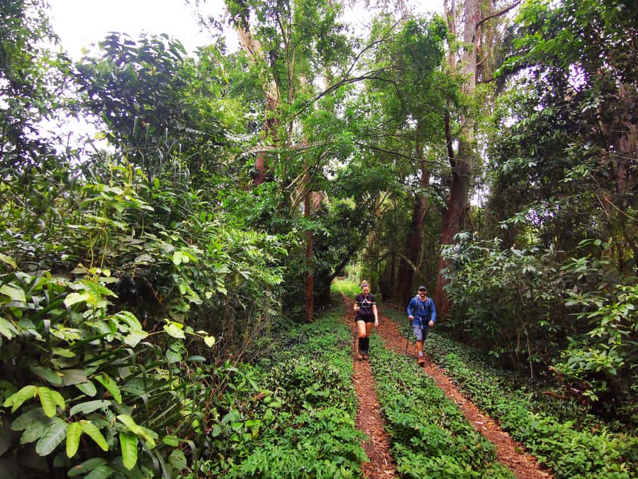 Ilha Grande: Lopes Mendes Private Hiking Tour - Rain, safety, and the trail you should plan for