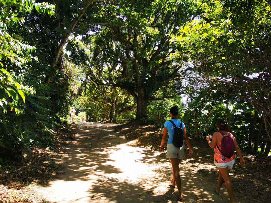Ilha Grande: Private Historic Walking Tour with Natural Pool - Forest time, birds, and the best viewpoint pauses