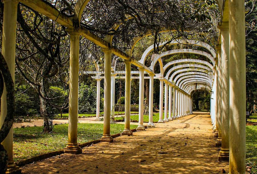 Jeep'n'Green: Rio Botanical Garden & Tijuca Rainforest Tour - Guide Language and the Human Side of the Tour