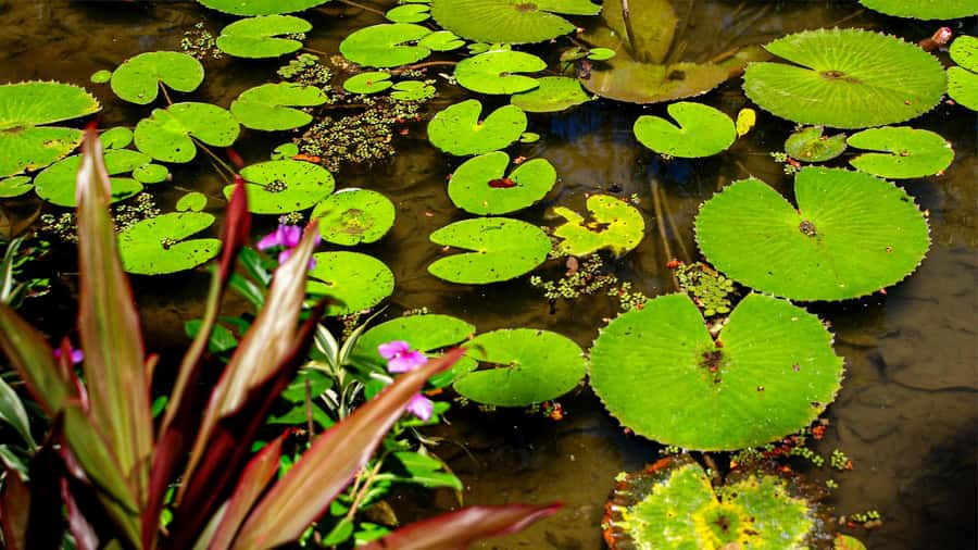 Jeep'n'Green: Rio Botanical Garden & Tijuca Rainforest Tour - Vista Chinesa: The Lookout Pagoda, and a Weekend Catch