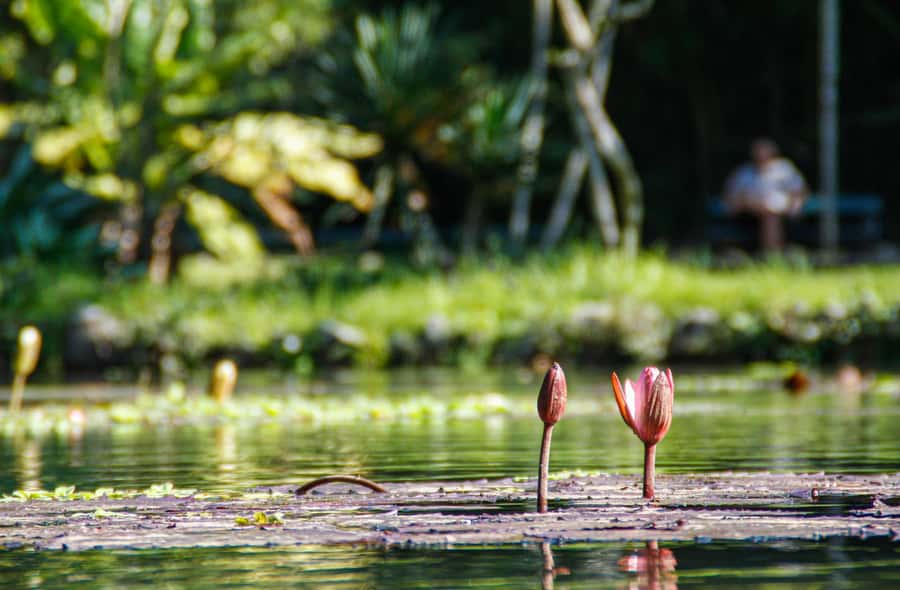 Jeep'n'Green: Rio Botanical Garden & Tijuca Rainforest Tour - Cachoeira dos Macacos: The 15 to 30 Minute Eco-Trek That’s Worth It
