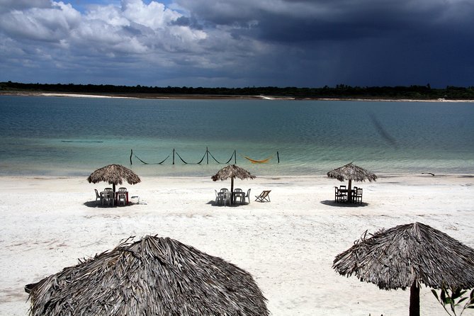 Jericoacoara Tour in 1 Day - Stop 2: Arvore da Preguica for sloth tree photos