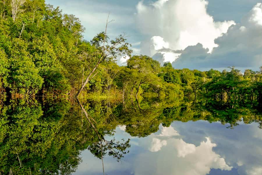Manaus: Amazon Jungle Half-Day Walking Tour - Key Things You’ll Notice on This Amazon Walk