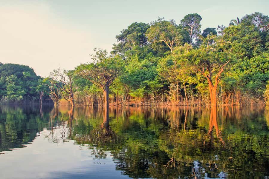 Manaus: Amazon Jungle Half-Day Walking Tour - A 07:30 Start That Gets You Into the Jungle Early