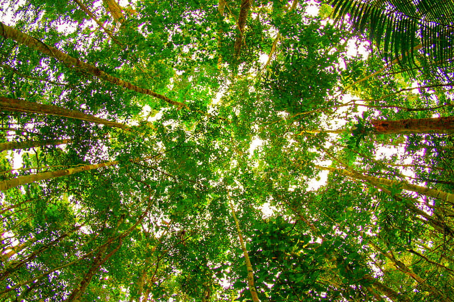 Manaus: Amazon Jungle Half-Day Walking Tour - The 3-Hour Jungle Walk: Medicinal Plants and Tree Clues