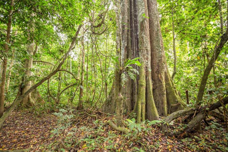 Manaus: Amazon Jungle Half-Day Walking Tour - Wildlife Encounters: What You Can Expect, What You Can’t Control