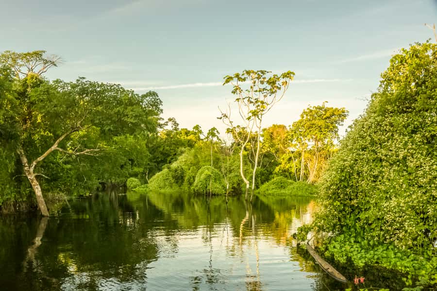 Manaus: Amazon Jungle Half-Day Walking Tour - Stops Along the Way: Beach Time, Fish Moments, and Even an Abandoned Hotel