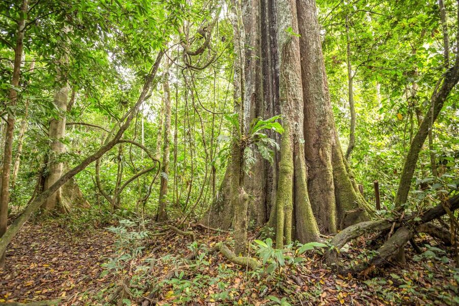 Manaus: Amazon Jungle Half-Day Walking Tour - Your Guide Makes or Breaks the Experience