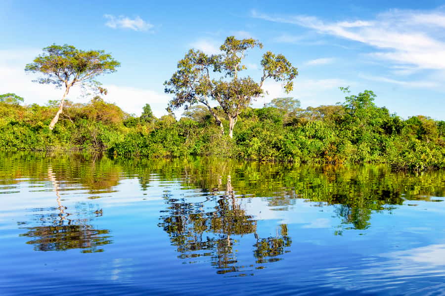 Manaus: Full-Day Tour on the Amazon River - Why this Manaus day feels worth it