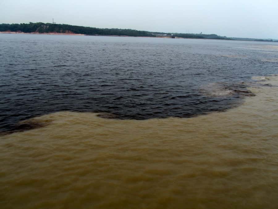 Manaus: Meeting of the Waters & Pink Dolphin Tour with Lunch - Key things to know before you go