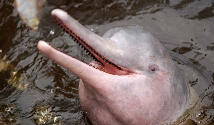 Manaus: Meeting of the Waters & Pink Dolphin Tour with Lunch - Pink Dolphin swim: what shared water time actually feels like