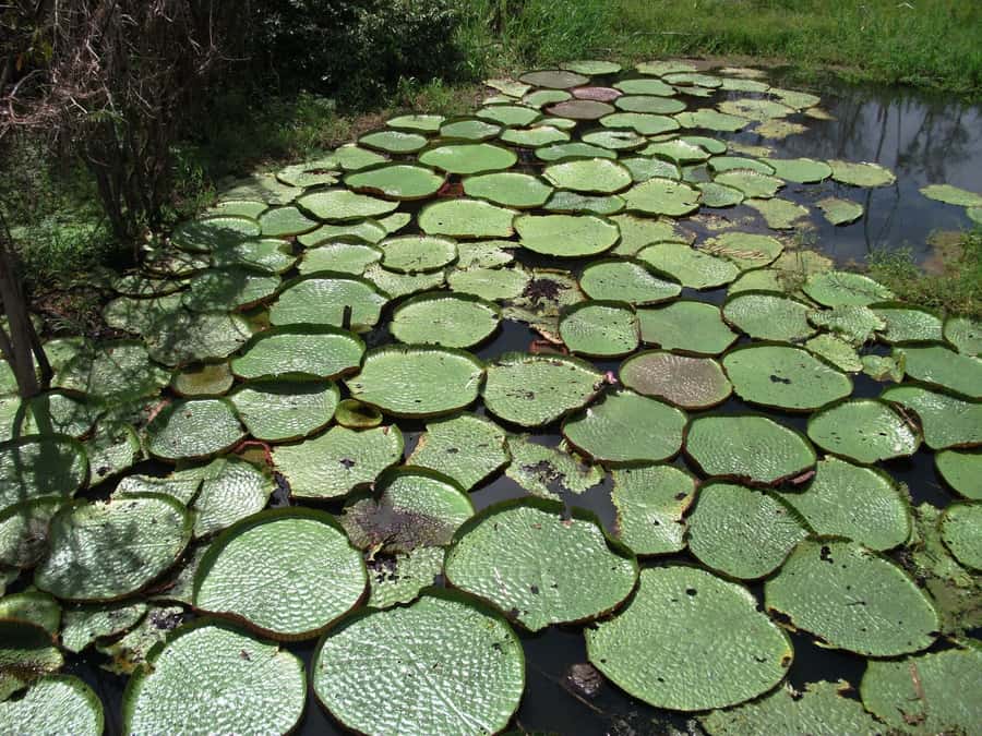 Manaus: Meeting of the Waters & Pink Dolphin Tour with Lunch - Canoe trip through flood forests: water lilies and wildlife odds