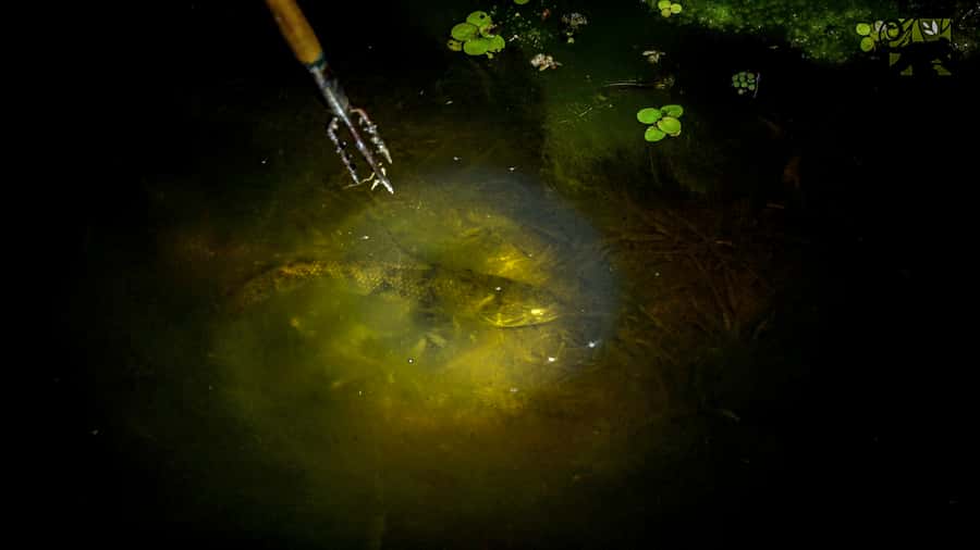 Manaus: Multi-Day Amazon Survival Trip with Camping - Lunch at the lodge, then into the jungle for your first camp night