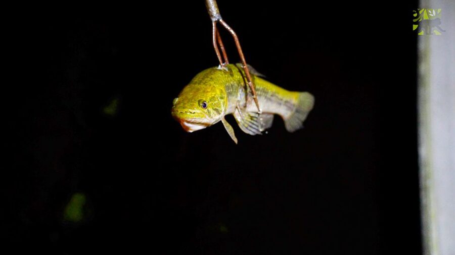 Manaus: Multi-Day Amazon Survival Trip with Camping - Flooded forest canoe channels and fishing like a native