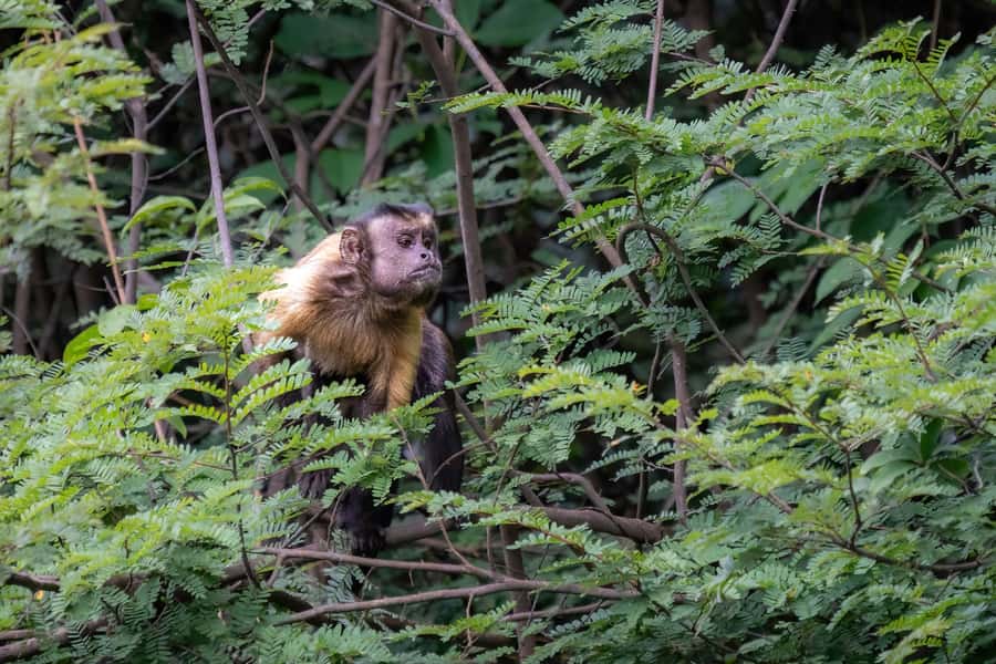 Manaus: Multi-Day Amazon Survival Trip with Camping - Night boat with flashlight, more wildlife time without the noise