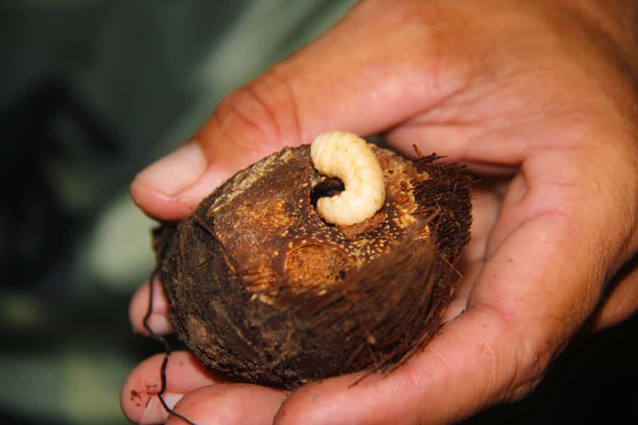 Manaus: Multi-Day Amazon Survival Trip with Camping - Optional Day 3, 4, or 5 routes, how the tour changes by length