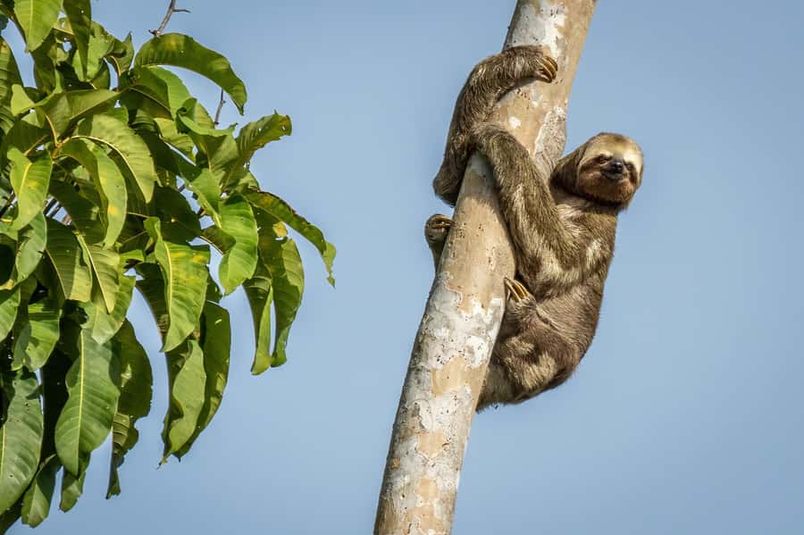 Manaus: Multi-Day Amazon Trip at Tapiri Floating Lodge - Key Points Before You Go