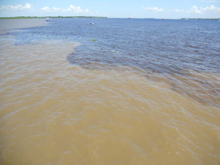 Manaus: Multi-Day Amazon Trip at Tapiri Floating Lodge - Day 2 at first light: sunrise canoeing and a jungle trek with medicinal plant lessons