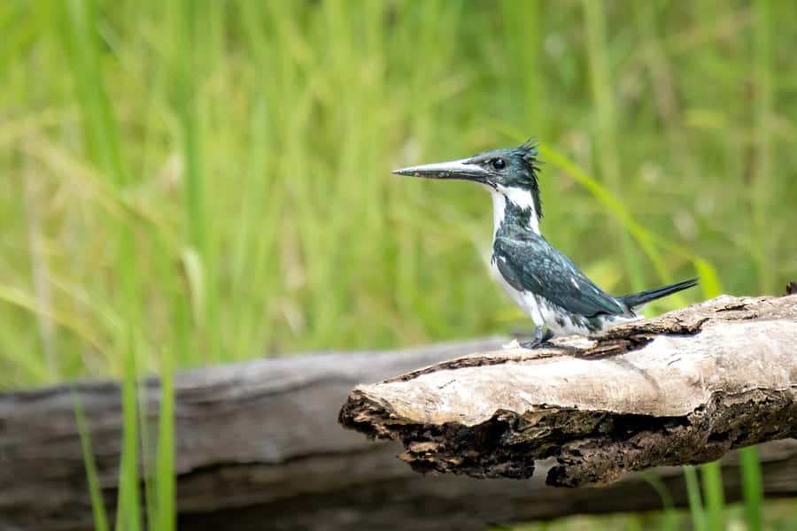Manaus: Multi-Day Amazon Trip at Tapiri Floating Lodge - Tapiri Floating Lodge comfort: AC rooms, clean spaces, and meals that actually impress