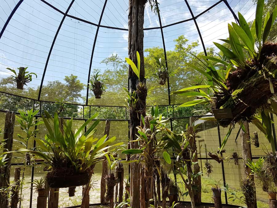 Manaus: MUSA and INPA Museums with Observation Tower Tour - Rain, Mud, and Footwear Rules That Can Make or Break Your Day