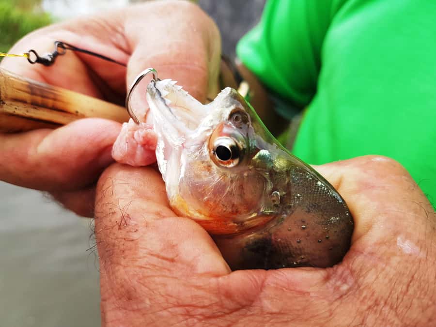 Manaus: Piranha Fishing and Alligator Watch Evening Tour - What to do once you are fishing: keep it simple