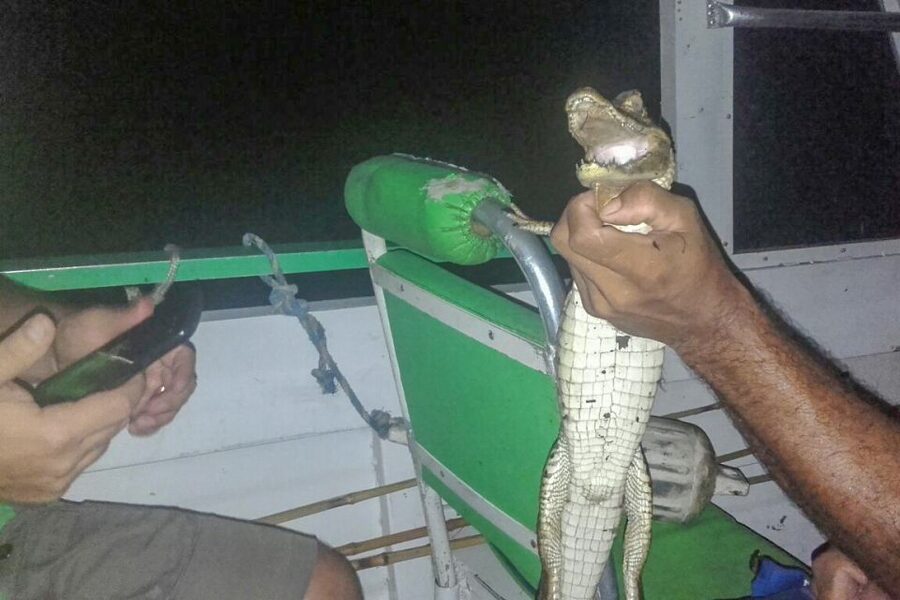 Manaus: Piranha Fishing and Alligator Watch Evening Tour - Price and value: is $90 worth it for this kind of evening?
