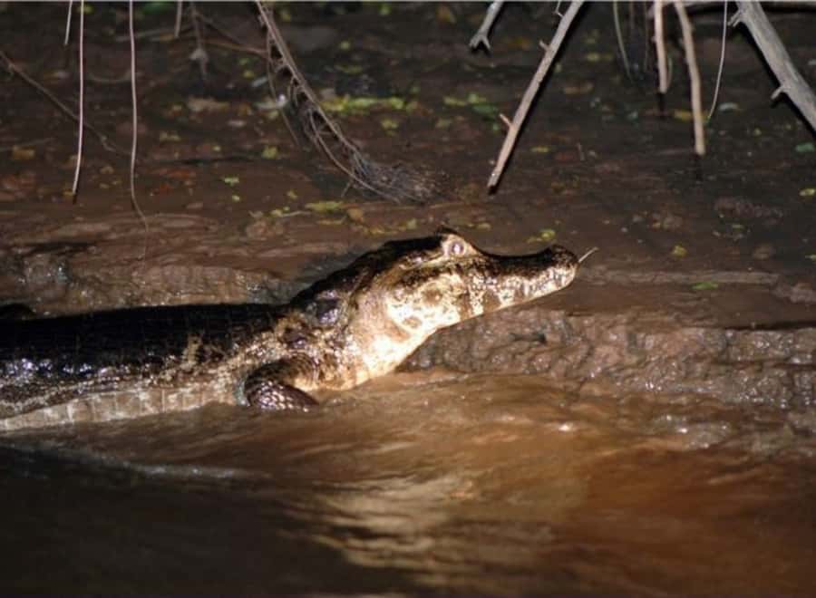 Manaus: Piranha Fishing and Alligator Watch Evening Tour - Piranha fishing with bamboo rods, and why Solimões is the move