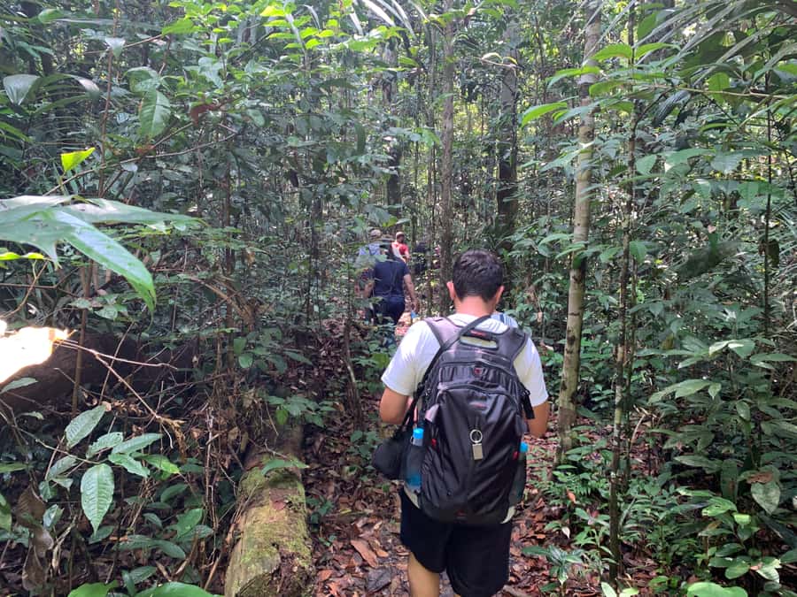 Manaus: Presidente Figueiredo Caves and Waterfalls Tour - Key things I’d bet on
