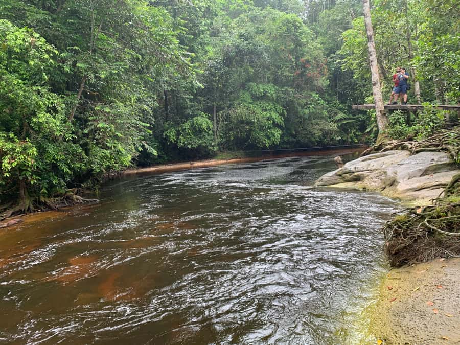 Manaus: Presidente Figueiredo Caves and Waterfalls Tour - Swimming and Waterfall Time: The Day’s Main Reset