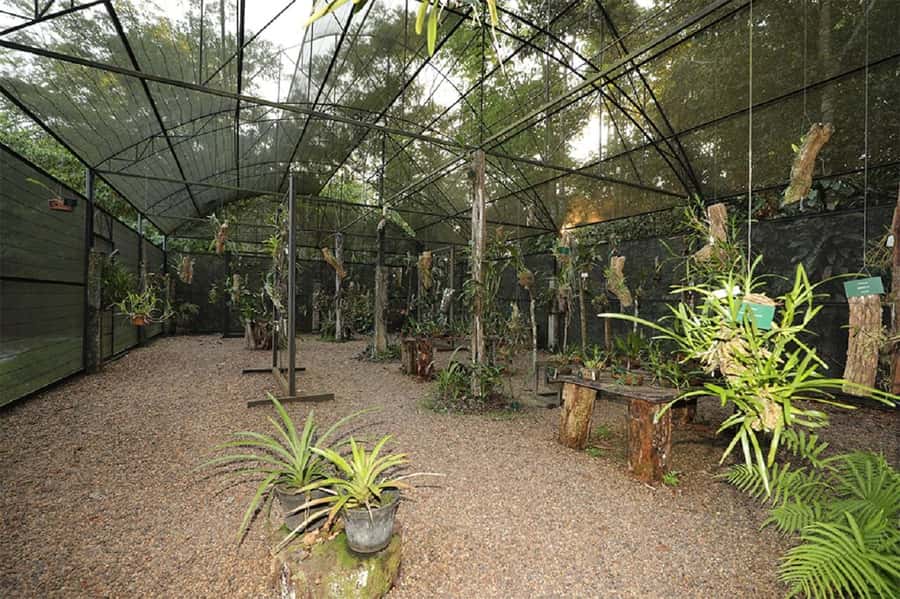 Manaus : Visit to MUSA (Amazon Museum) - MUSA and Adolpho Ducke, a forest museum that actually feels like Amazon