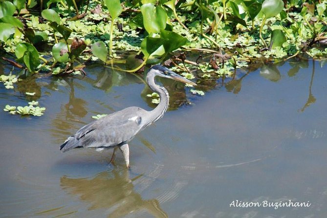 Pantanal Day Trip - All Inclusive - Leaving Campo Grande - The 4:30 am start, and why it is not just punishment