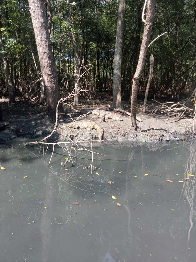 Pantanal of Rio de Janeiro - Who should book this Pantanal-style outing