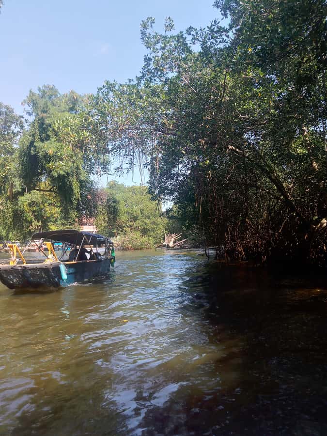 Pantanal of Rio de Janeiro - Cruising the islands with Pedra da Gávea watching