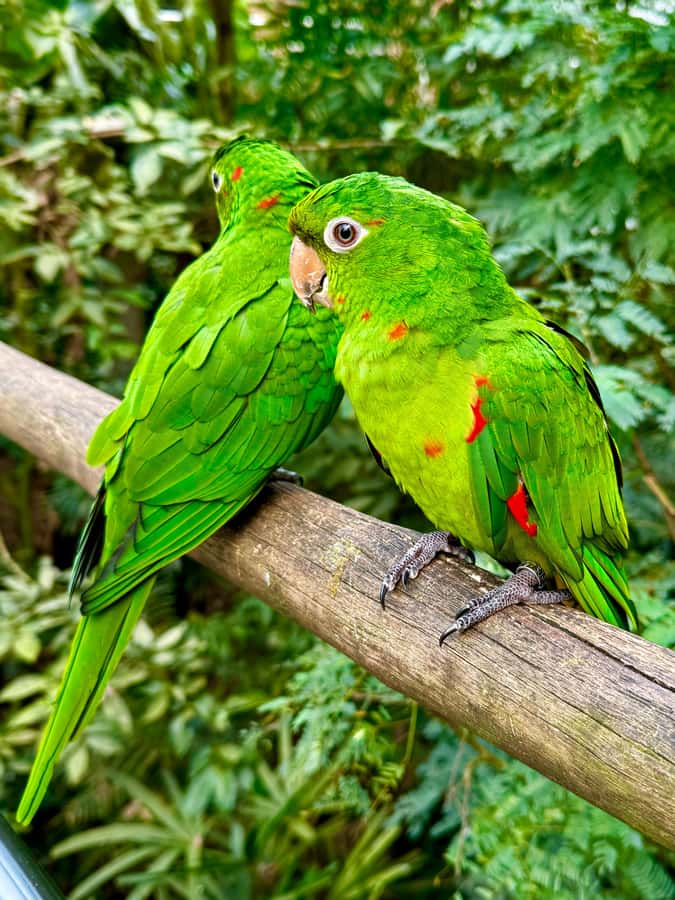 Paraguay + Argentina + Brazil Top Highlights - Bird Park Break: Parque das Aves in the Middle of the Wow