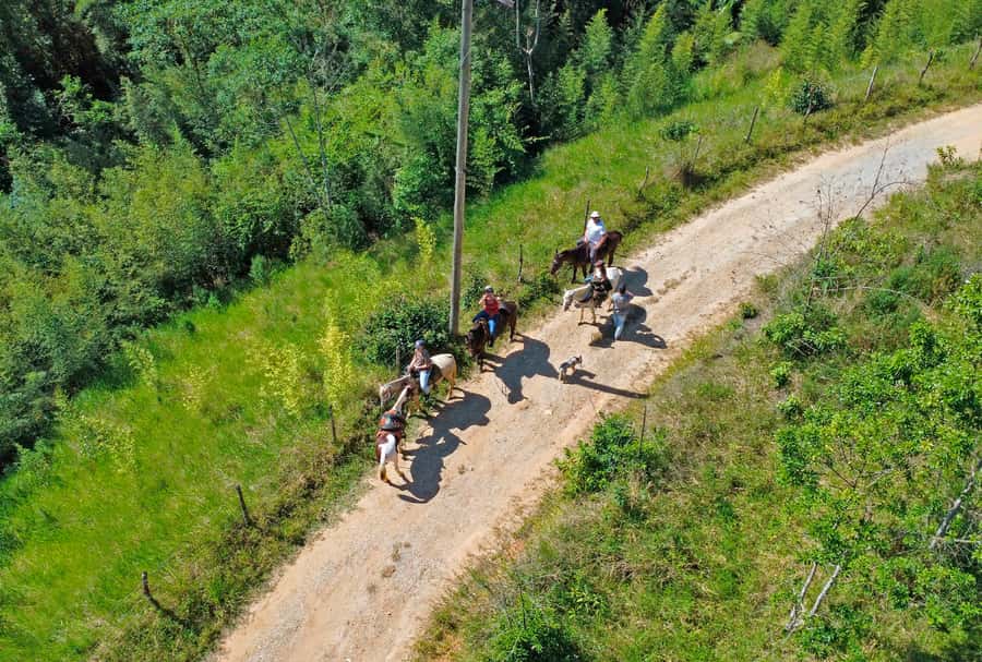 Paraty: 3-Hour Rainforest Horseback Ride - Trained horses, real monitoring, and what you should expect in the saddle