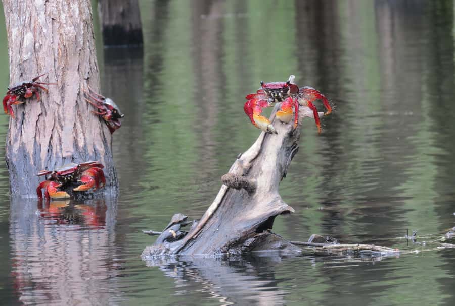 Paraty Bay: Half-Day Mangroves and Beaches Tour by Kayak - The beach swim stop, where the tour turns from work to vacation