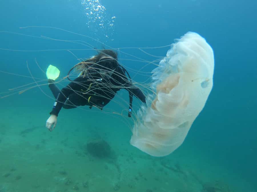 Paraty: Discovery Scuba Diving Experience for Beginners - Price and Value: Is $150 Fair for a Beginner Session?