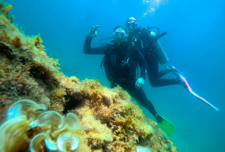 Paraty: Discovery Scuba Diving Experience for Beginners - Your Time in Rotation: What Happens While Others Are Underwater