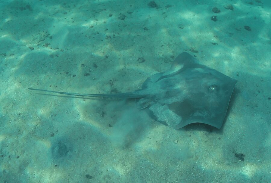 Paraty: Discovery Scuba Diving Experience for Beginners - Instructor Support and Language: English, Portuguese, Spanish